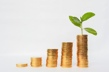 Gold COINS and plants, trees growing on gold COINS