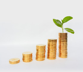 Gold COINS and plants, trees growing on gold COINS