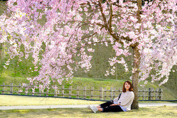 Woman sitting on green grass under the beautiful sakura cherry blossoms tree full blooming in pink color in the park. She looks up seeing the tree and smile,happiness traveling concept. © P. Lesley