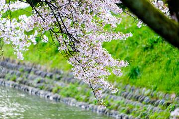 Pink sakura cherry blossom branch full bloom on  blur the green grass  growth along the river background.The Japanese canal and sakura tree in morning tine, stone wall on side road in spring,Japan.