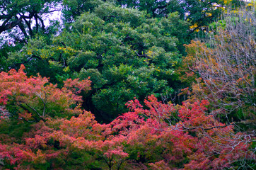 小石川後楽園の美しい紅葉