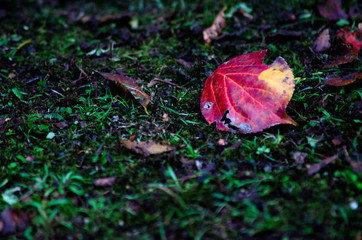 小石川後楽園の美しい紅葉