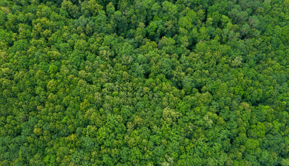tree texture aerial view