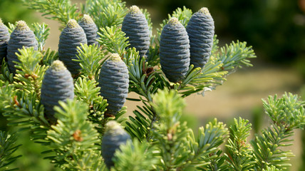 closeup of a coniferous tree branch with blue cones on a blurry background on a sunny day