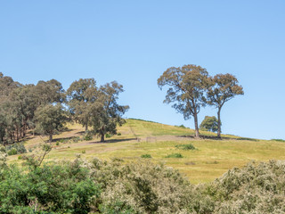 Sunny Hillside
