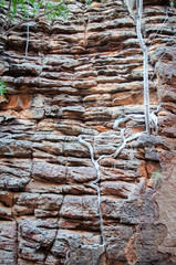 Tree root growing in Sandstone rock, Limmen National Park. Northern Territory Australia