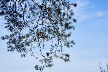 Pine tree against the blue sky with small white clouds