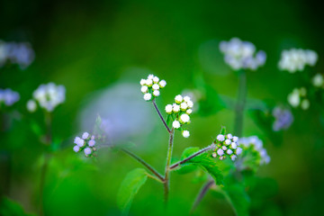 flowers on background of green grass