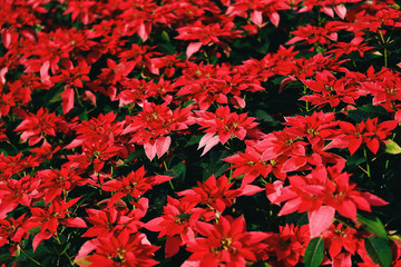 Poinsettia Christmas traditional flower decorations Merry Christmas - Red poinsettia in the garden celebration background