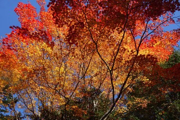 Fototapeta premium 秋の軽井沢の紅葉