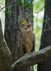 Tawny eagle owl, Aquila rapax, Jim Corbett National Park, Nainital, Uttarakhand, India