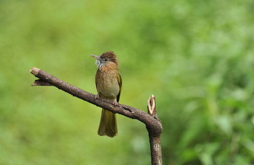 Mountain bulbul, Ixos mcclellandii, Sattal, Dandeli, Karnataka, India