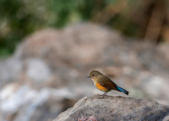 Himalayan bluetail, female, Tarsiger rufilatus, Sattal, Nainital district, Uttarakhand, India