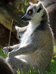 Naklejka na ściany i meble funny lemur sit in the grass and holds a stick in his paw