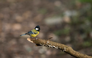 Green-backed tit, Parus monticolus, Sattal, Nainital district in Uttarakhand, India