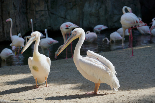 two beautiful pelicans standing on a background of flamingos