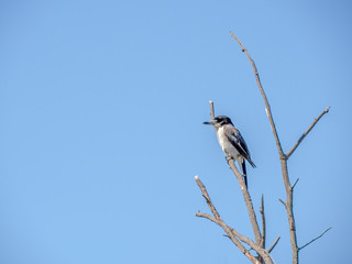 Kookaburra Left Turned