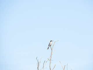 Young Kookaburra Alert