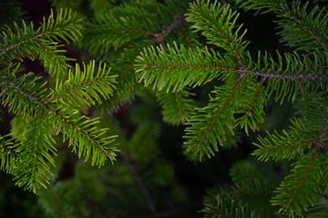 Closeup of the branch of a green conifer with fresh needles in front of dark background with text field