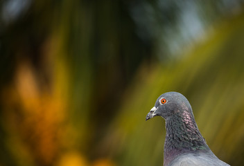 Portrait of a Bird