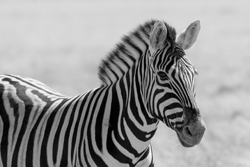Fototapeta na wymiar A black and white zebra, of course