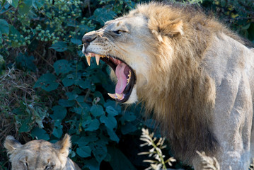 A male lion shows the world who is boss