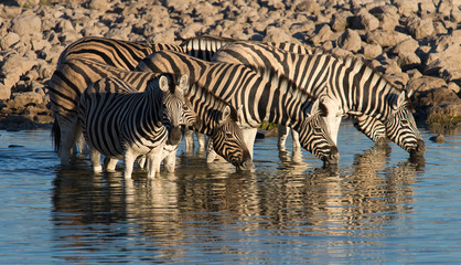 Fototapeta na wymiar Zebras come down to drink at the waterhole at sunrise, the soft light provides for beautiful reflections.