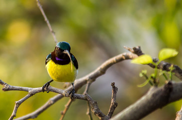 Portrait of a Bird