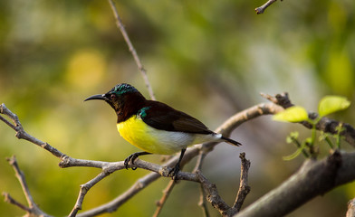 Portrait of a Bird