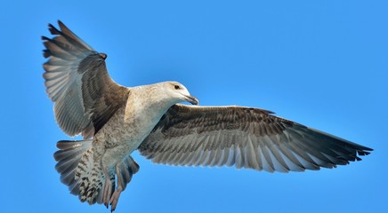 Flying Juvenile Kelp gull (Larus dominicanus), also known as the Dominican gull and Black Backed Kelp Gull. Blue sky background. False Bay, South Africa