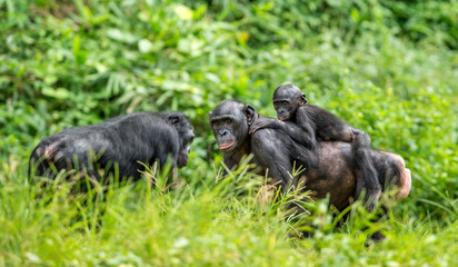 Close up Portrait of Bonobo Cub on the mother's back in natural habitat. Green natural background. The Bonobo ( Pan paniscus), called the pygmy chimpanzee. Democratic Republic of Congo. Africa