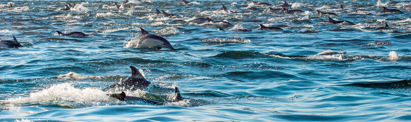 Obraz premium Dolphins, swimming in the ocean and hunting for fish. Dolphins swim and jumping from the water. The Long-beaked common dolphin (scientific name: Delphinus capensis) in atlantic ocean.