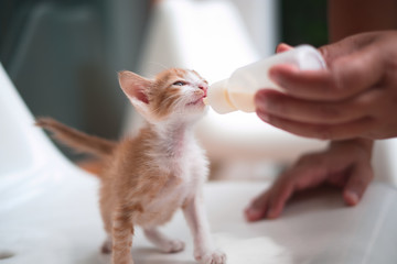 A kind man is feeding his white-brown baby kitten  with a bottle of milk.