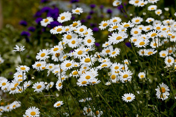 A group of daisies blooming in meadow on a sunny summer day
