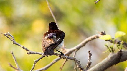 Portrait of a Bird