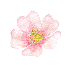 Watercolor pink rosehip flower isolated on white.
