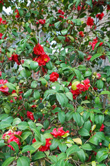 Close up blooming red flower plants