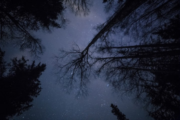 Looking up at trees in the night sky