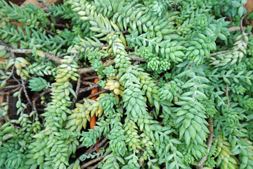 Close up exotic green plant leaf