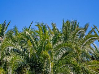 Obraz na płótnie Canvas palm tree leaves texture, palm grove