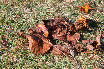 枯れ葉と芝生