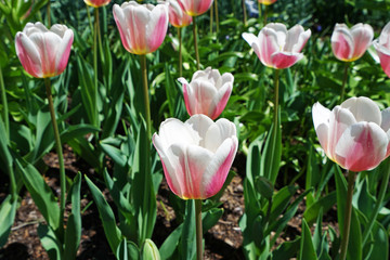 Close up white and pink Tulips flower garden park