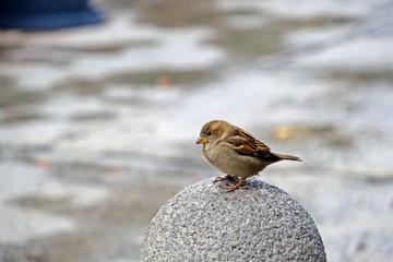 Sparrow bird stands on stone pole with blurred background.