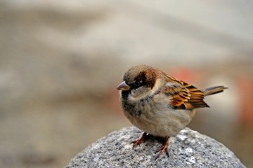 Close up Sparrow bird stands on stone pole with blurred background.