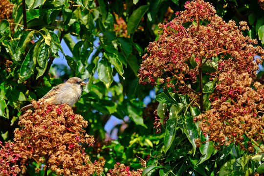 Sparrow bird stands on Korean Evovia, Bee Bee Tree (Tetradium daniellii).