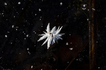 White flower of frost on surface of pond, ice crystals. Frost patterns.