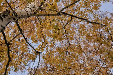 Fototapeta premium Autumn. Yellow leaves in the forest. The trees
