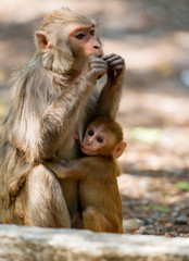 Monkey baby feeding, Dhikala, Jim Corbett National Park, Nainital, Uttarakhand, India