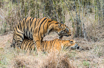 Tigers mating, Panthera tigris, Jim Corbett National Park, Nainital, Uttarakhand, India