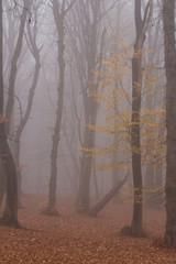 Hoia Baciu Forest -World’s Most Haunted Forest with a reputation for many intense paranormal activity and unexplained events. Most Haunted European Forest in Cluj-Napoca, Transylvania, Romania